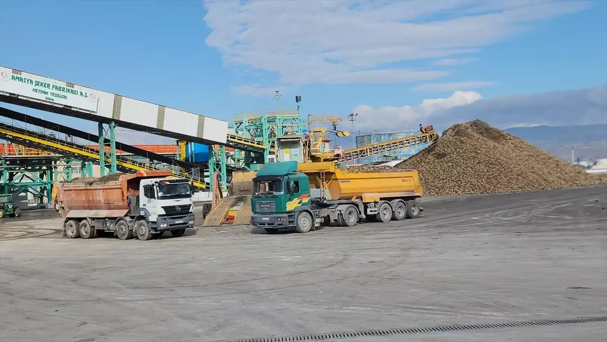 Amasya Şeker Fabrikası’nda Pancar Alım Töreni